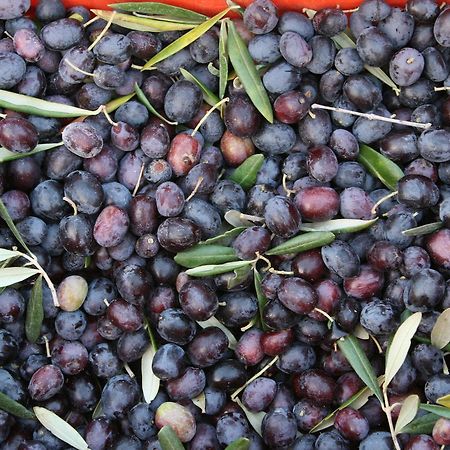Agriturismo Amicizia Cassano delle Murge Eksteriør bilde