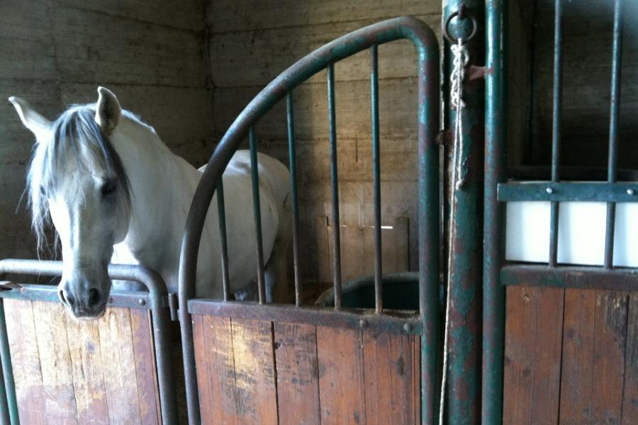 Agriturismo Amicizia Cassano delle Murge Eksteriør bilde